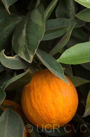 Imperial variegated sweet orange