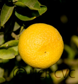 India lime (CRC 3070)