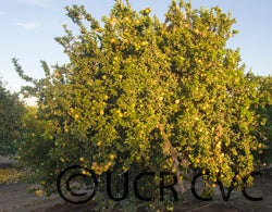 India lime (CRC 2450)