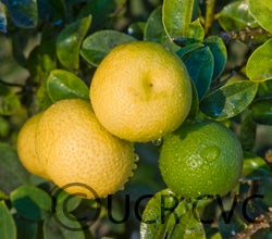 India lime (CRC 2450)