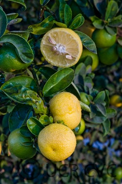 India lime (CRC 2450)