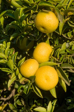 India lime (CRC 3070)