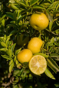 India lime (CRC 3070)