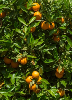 Indian River sweet orange