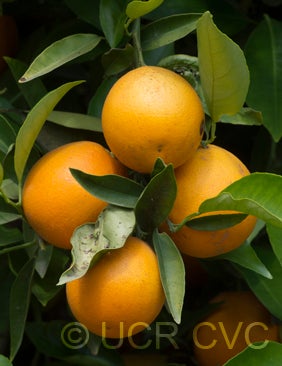Indian River sweet orange