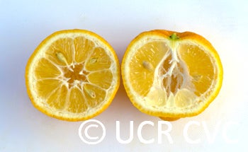 Indian rough lemon sliced open