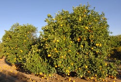 Yama-mikan sour orange CVC01 000