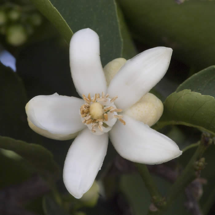 Iraq lemon limetta flower