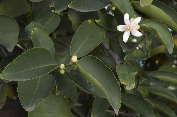 Iraq lemon limetta flower buds and bloom