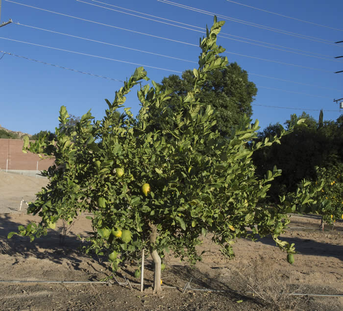 Italian citron tree
