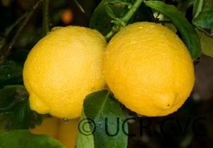 Italian pink fleshed lemon fruit