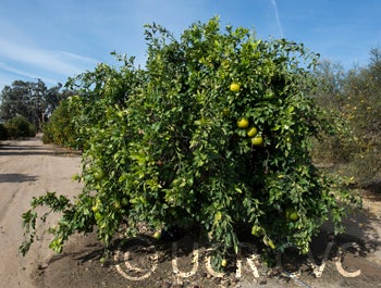 Itoshima pummelo tree