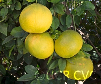 Itoshima pummelo fruit