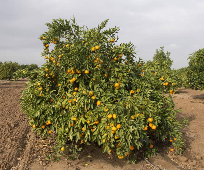 Iveriya Satsuma mandarin tree