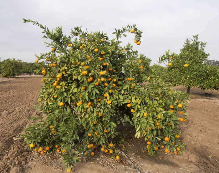 Iveriya Satsuma mandarin tree