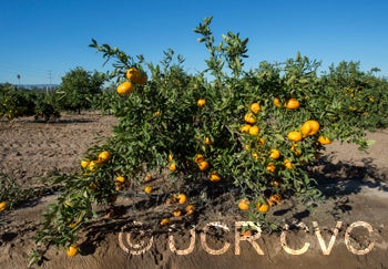 Iwasaki Satsuma mandarin tree