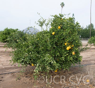 Iyo San Ponkan mandarin tree