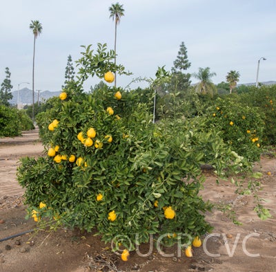 Iyo San Ponkan mandarin tree