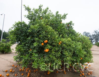 Iyomikan tangor tree