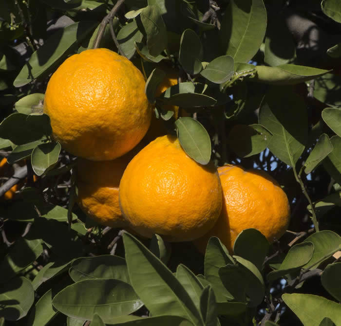 Iyomikan tangor fruit
