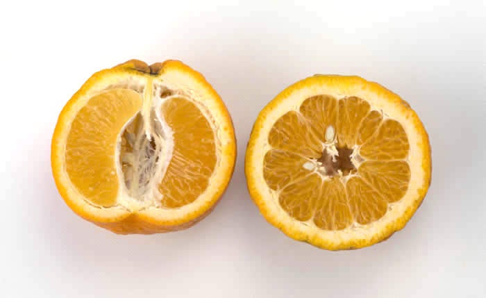 Iyomikan tangor sliced open 