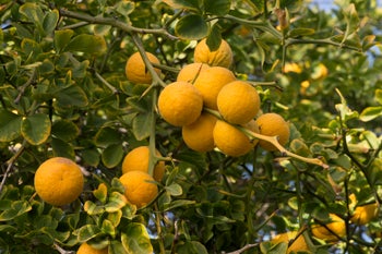 Jacobson trifoliate on tree