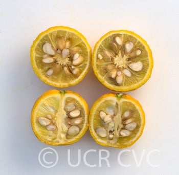 Jacobson trifoliate sliced open