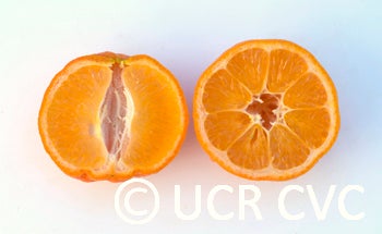 Japansche citroen Rangpur lime sliced open