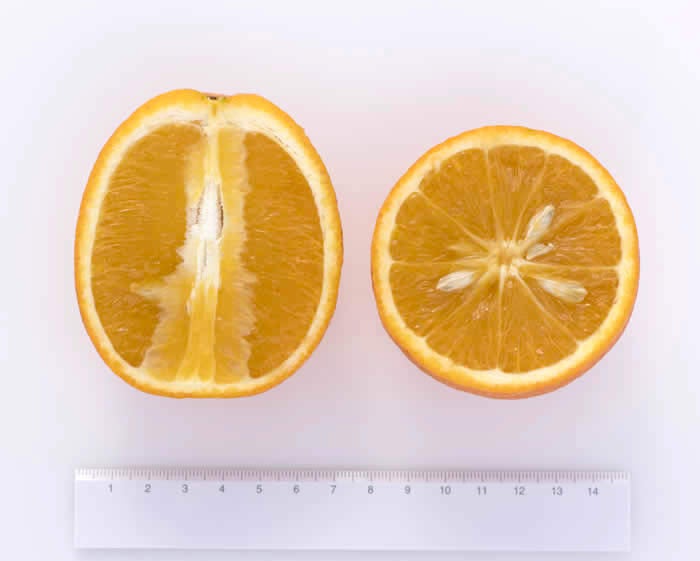 Jincheng sweet orange sliced open