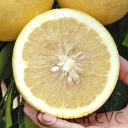 Jochimsen grapefruit sliced open