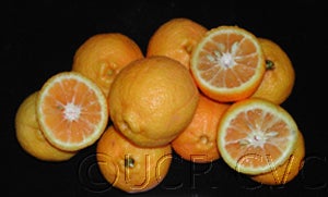 Kabosu (Kabusu) papeda hybrid 0000