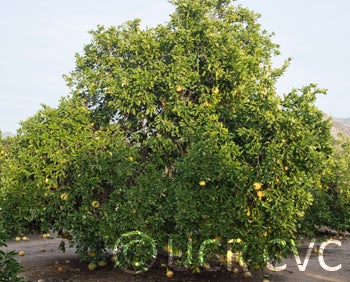 Kao Pan pummelo (CRC 2355) 003