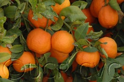 Kirumakki Rangpur lime CRC 4131 001