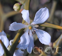 Kryder 55-1 trifoliate CRC 3486 002