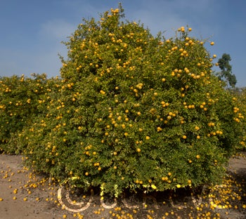 Kryder 55-1 trifoliate CRC 3486 003