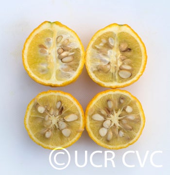 Kryder 55-1 trifoliate CRC 3486 004