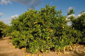 Kulu lemon CRC 3045 001