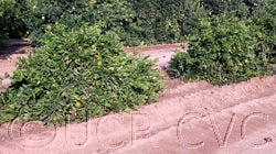 Lange #1 Satsuma mandarin trees