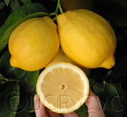 Limoneira 8A Lisbon lemon CRC 3501 16 whole lemons and half