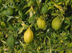 Microcitruspapuana crc4111001