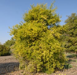 Microcitruspapuana crc4111002