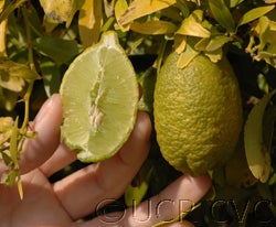 Microcitruspapuana crc4111003