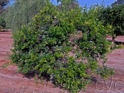 Microcitrus australis crc3668004