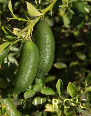 Microcitrus australasica CRC3661003