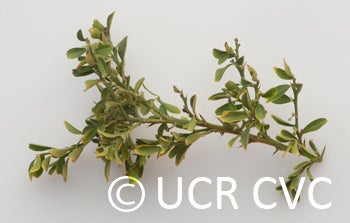 Microcitrus australasica CRC3661006