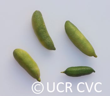 Microcitrus australasica CRC3661014
