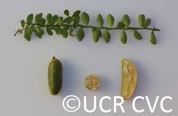 Microcitrus australasica CRC3670008