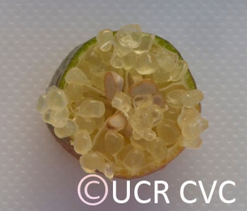 Microcitrus australasica CRC3670010