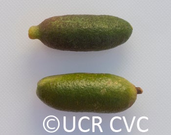 Microcitrus australasica CRC3670011
