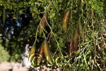 Microcitrus australasica CRC3671005